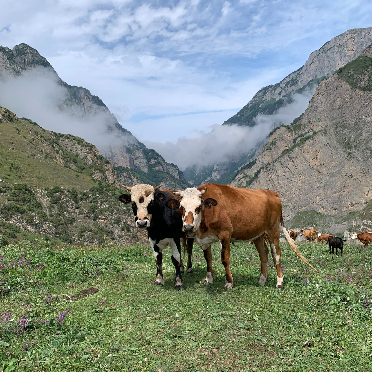 Северная Осетия. Кармадонское ущелье. Фото автора