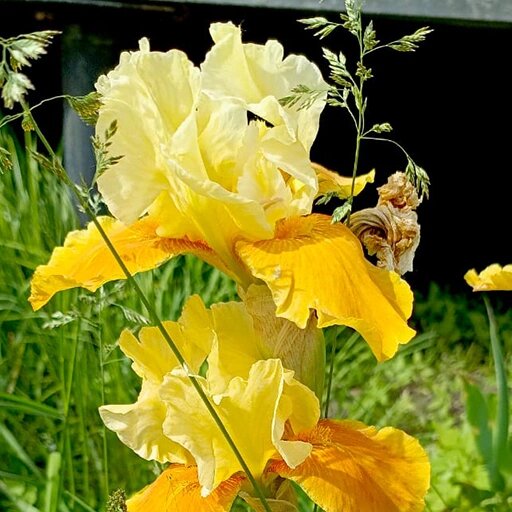   Осеннее деление многолетников. Ирис Наталья Андросенкова