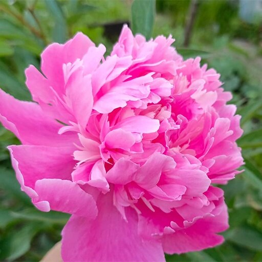   Деление корня пиона осенью Наталья Андросенкова