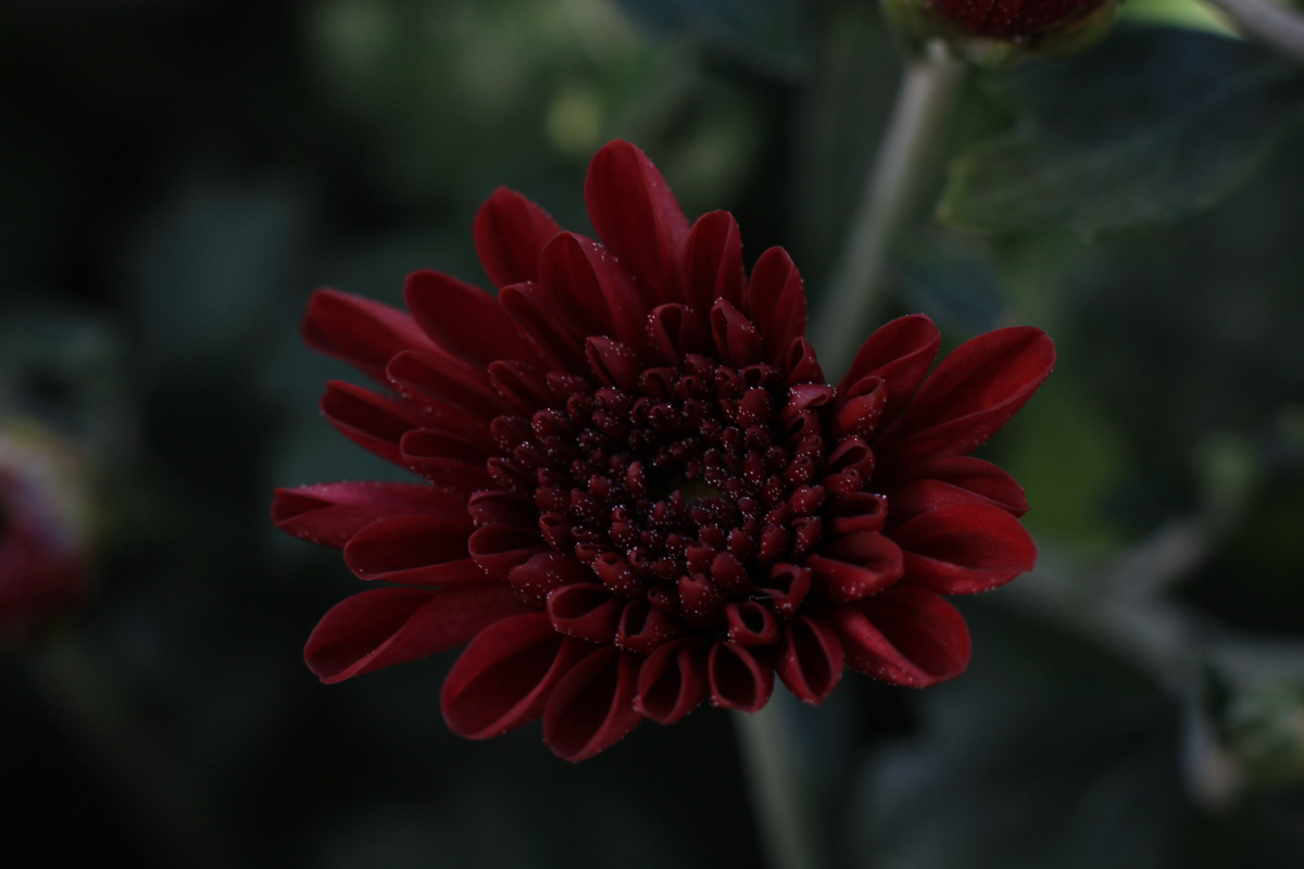 Нашла тень на хризантему мультуфлору