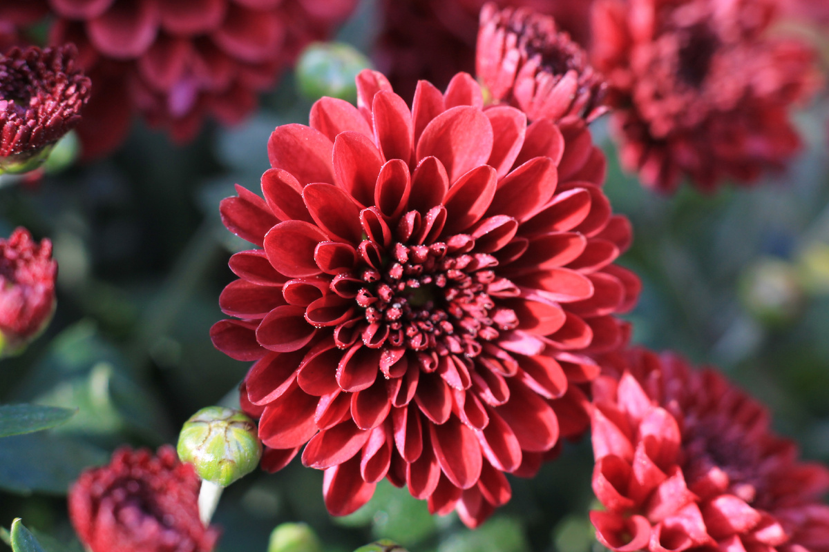 Хризантемы мультифлоры в Парке Горького. Разноцветные...