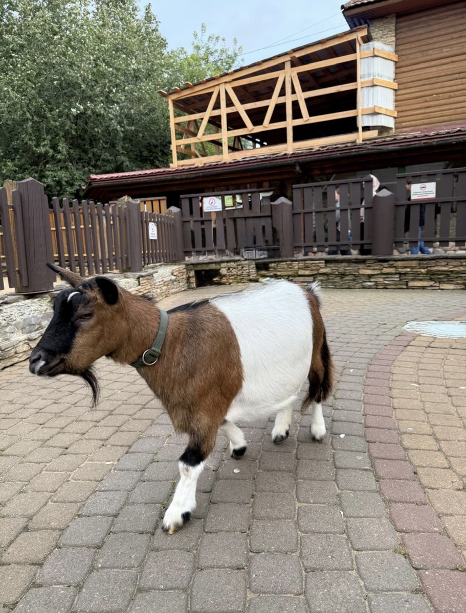 Детская контактная зона. Можно купить угощения для животных за 100 рублей