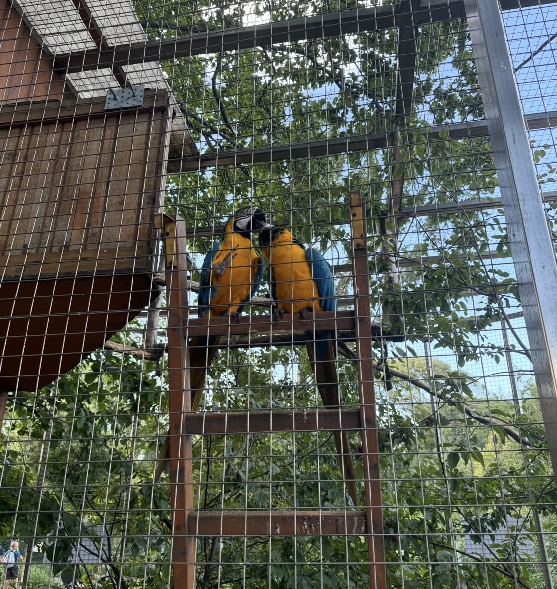 Вольер с попугаями. Фото автора