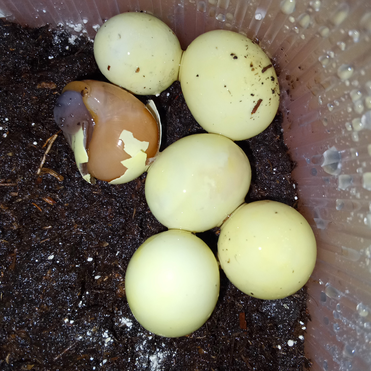 Овум xxl рождение 27.08.2025