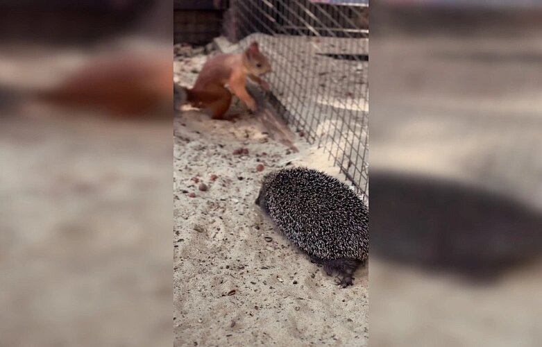    Фото: Парк «Лога» Редакция газеты "Наш край"