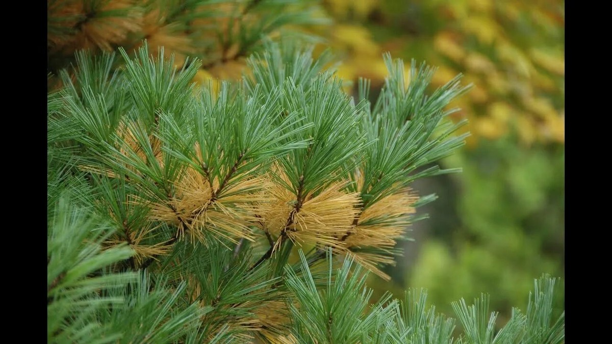 Фото хвоепада из интернета