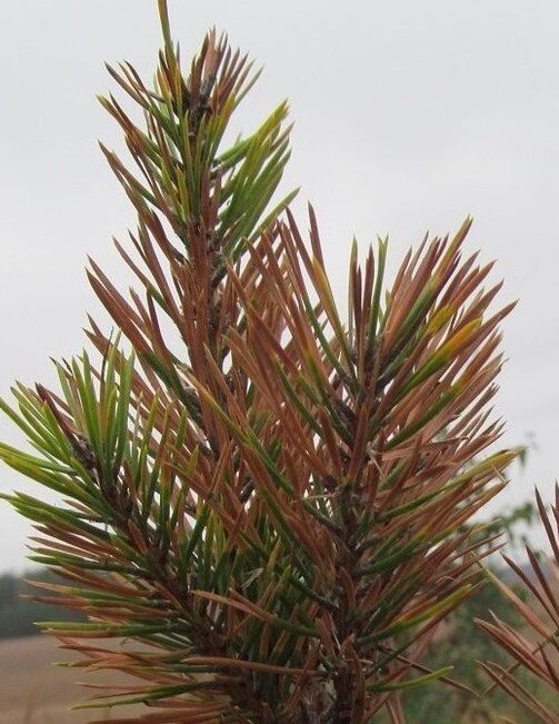 Это уже заболевание