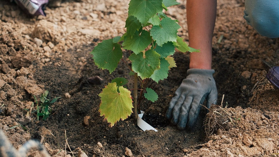 ShutterStock/Fotodom.ru
