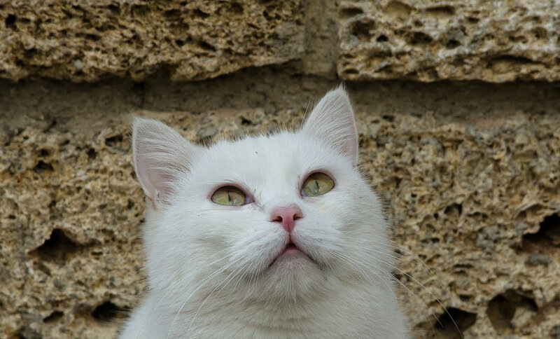 Маруся в мечтах о царской короне.