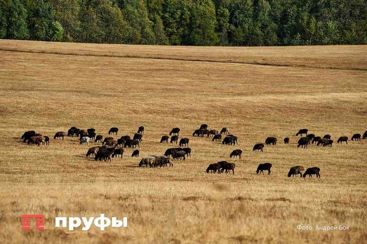    Фото: Пруфы.рф