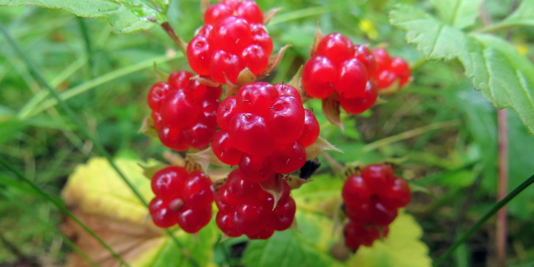 Ягода с одной косточкой, которую путают с малиной: почему костяника — самая недооценённая ягода России