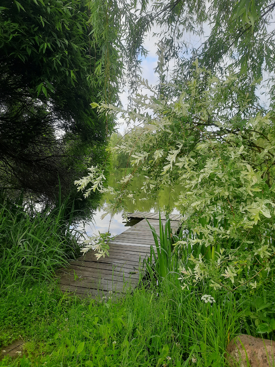 Наш пруд на даче. Фото автора