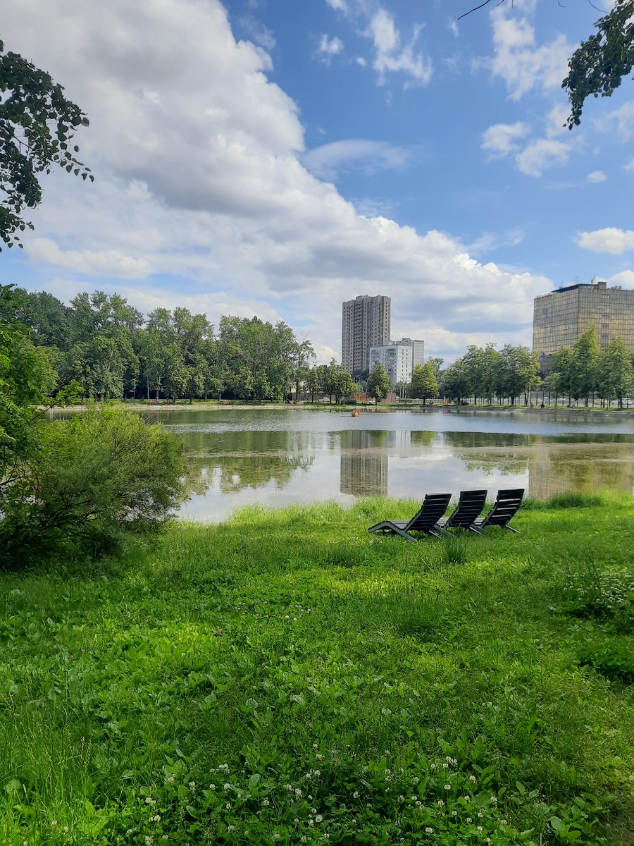 Наш пруд в Москве. Фото автора