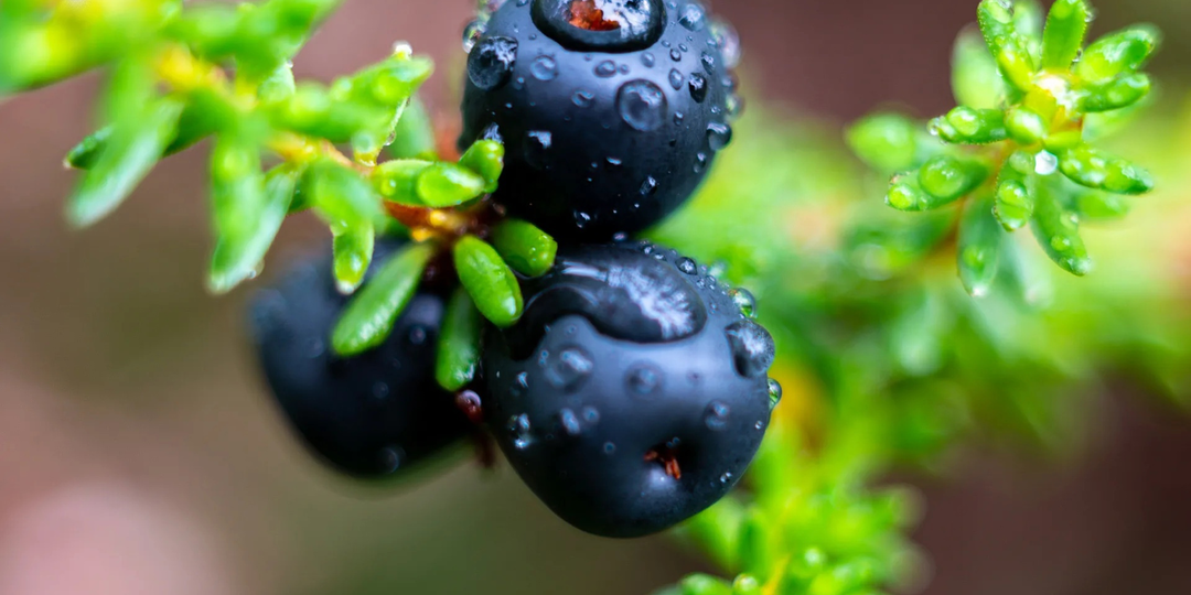 Ягода, которая на 90% состоит из воды: зачем эволюция создала шикшу