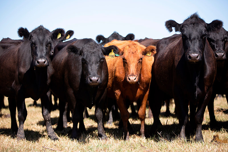    Shutterstock/FOTODOM