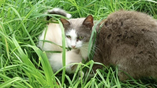 Кошечка с котёнком погибают на улице