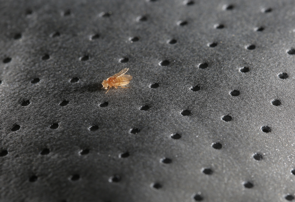 Источник: Пресс-служба РНФ