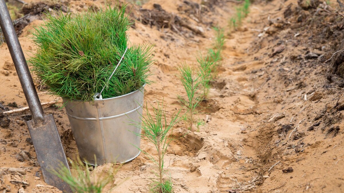    Фото: Serrgey75/Shutterstock/Fotodom