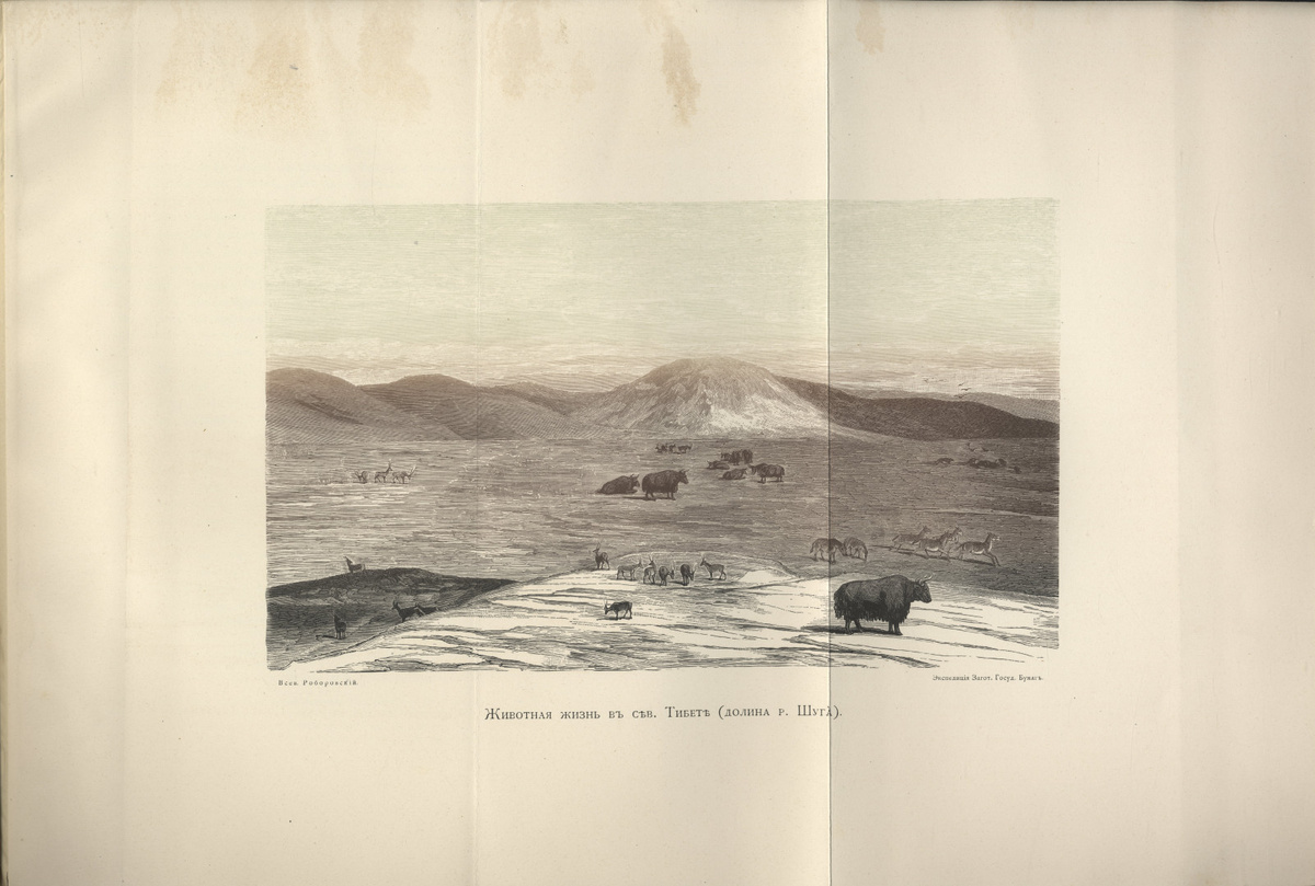 Животная жизнь на севере Тибета. Фото: Научный архив РГО
