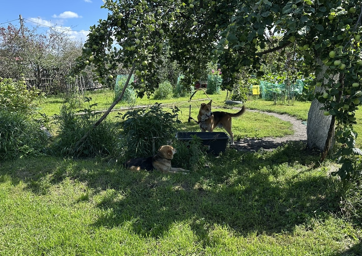 Шарпи и Доби.