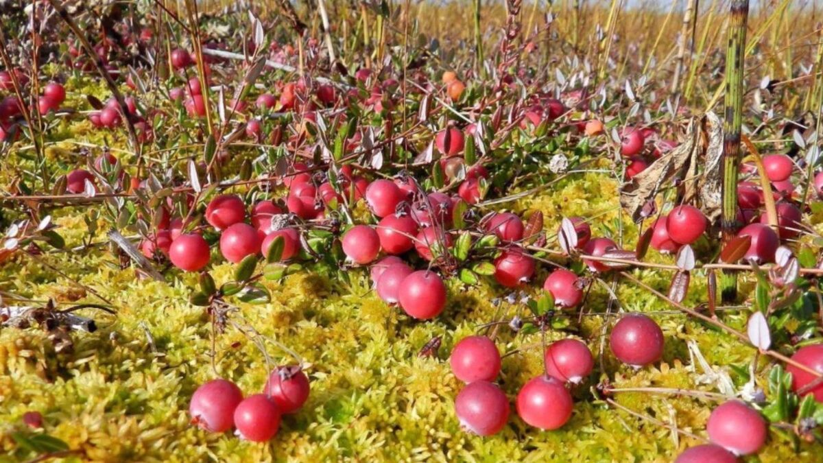 Фото взято из открытого источника.