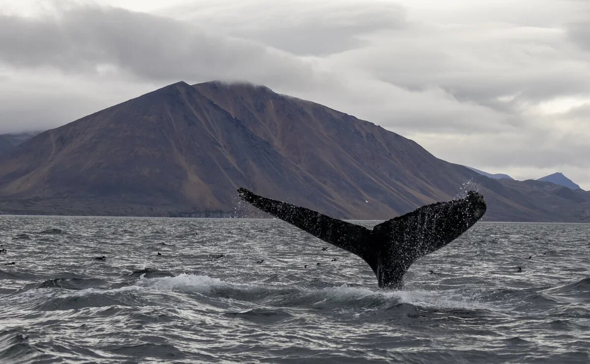    Экспедиция на остров Врангеля: шанс, который выпадает раз в году