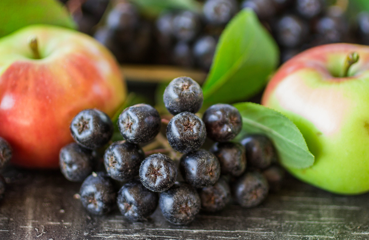    Черноплодная рябина с яблоками — классическое сочетание