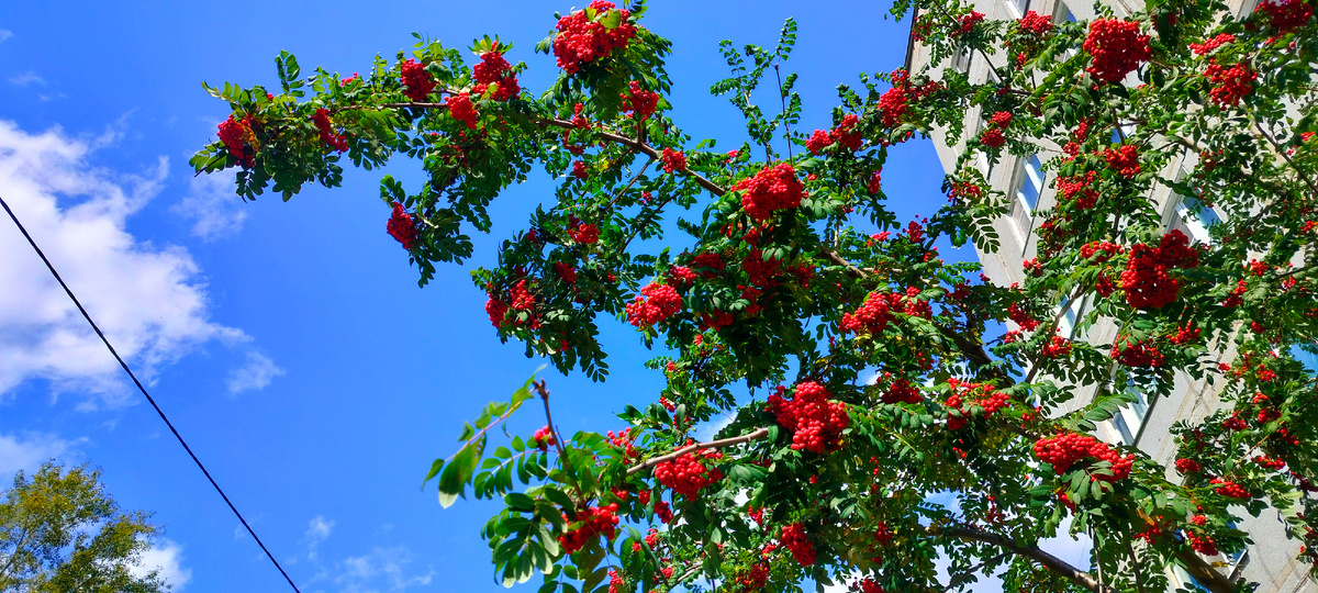 Блажен лишь тот, кто понял свой порок, Кто осудил свой грех, извлёк урок. Людской души туманна половина, Другая — в прегрешениях повинна. Джалаледдин Руми, персидский поэт-суфий