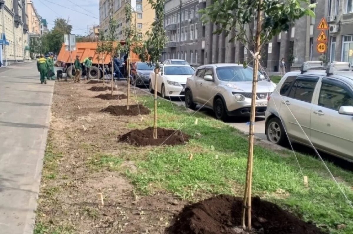    21 яблоню высадили на улице Советской в Новосибирске