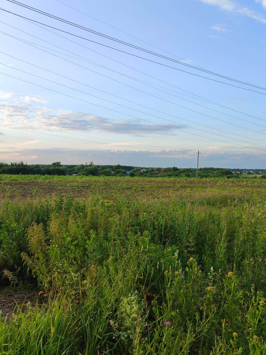 Крыши домов на заднем плане, за полем - это та самая деревенская улица.