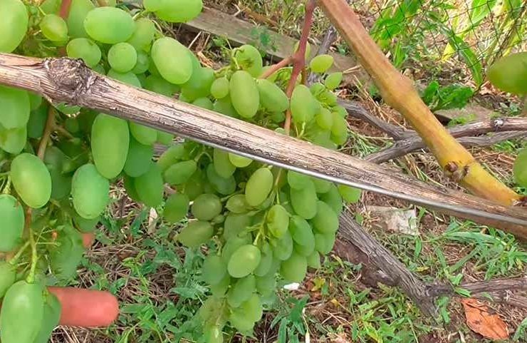 Вызревшая лоза