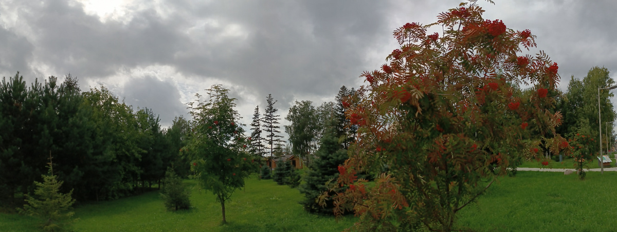 Где-то на территории городского парка. Мрачная послеобеденная погода. Фотография автора, август 2025 года. 