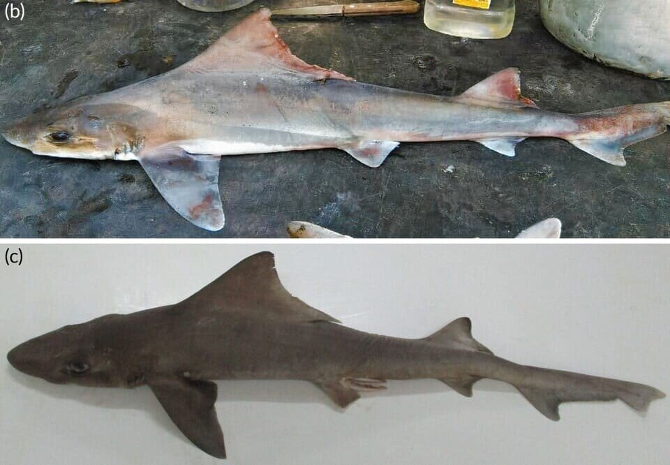   Jack Sagumai et al. / Journal of Fish Biology, 2025