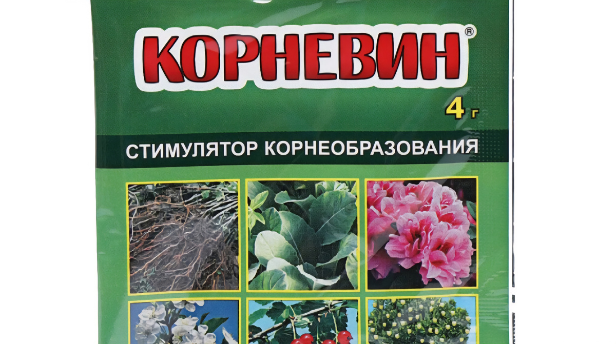 Как размножать крыжовник? Руководство для новичков. (Фото из свободных источников сети интернет)