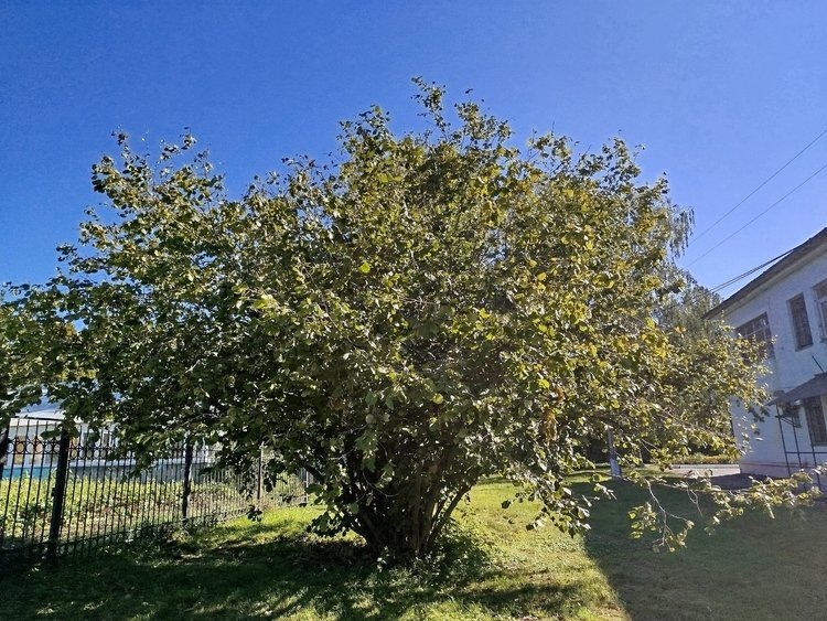    Фото: Курский ГАУ