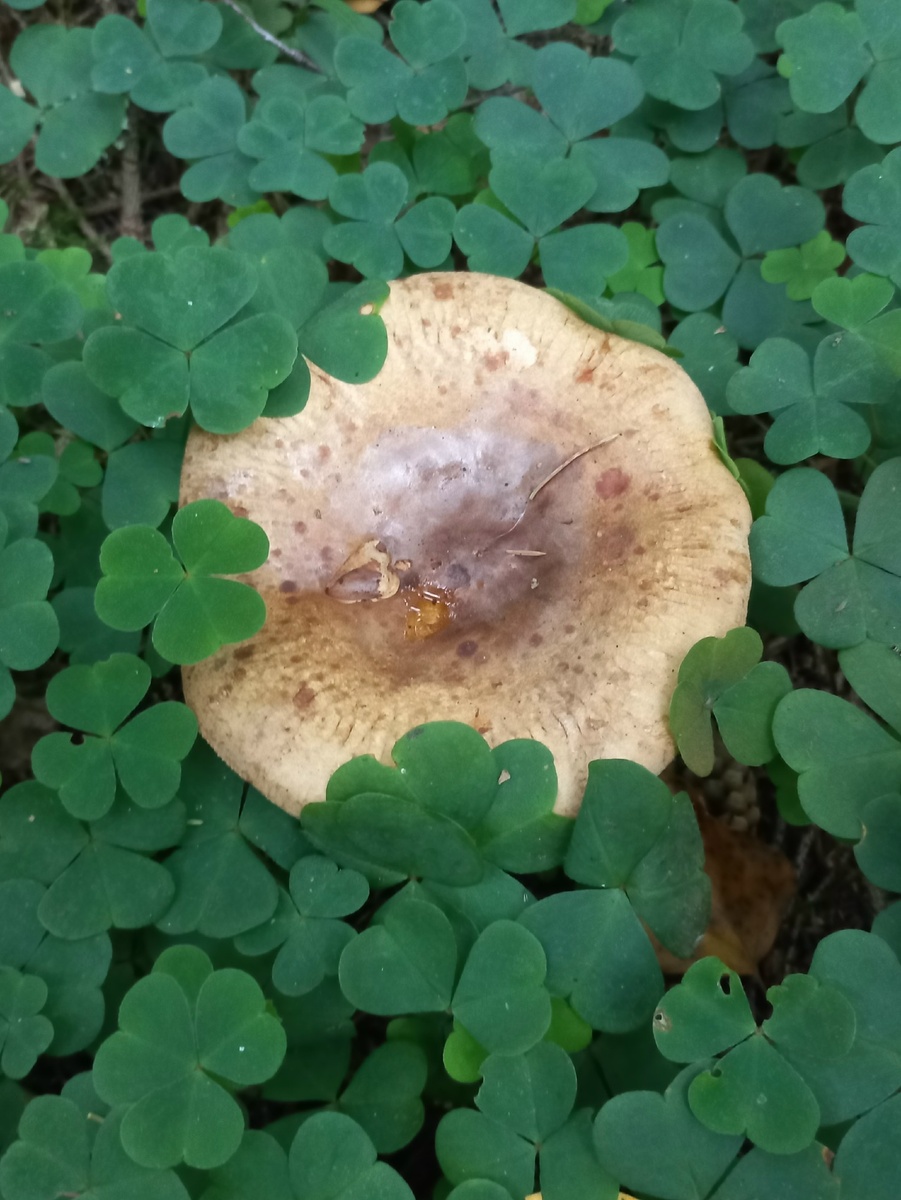 фото автора - гриб кобылка 