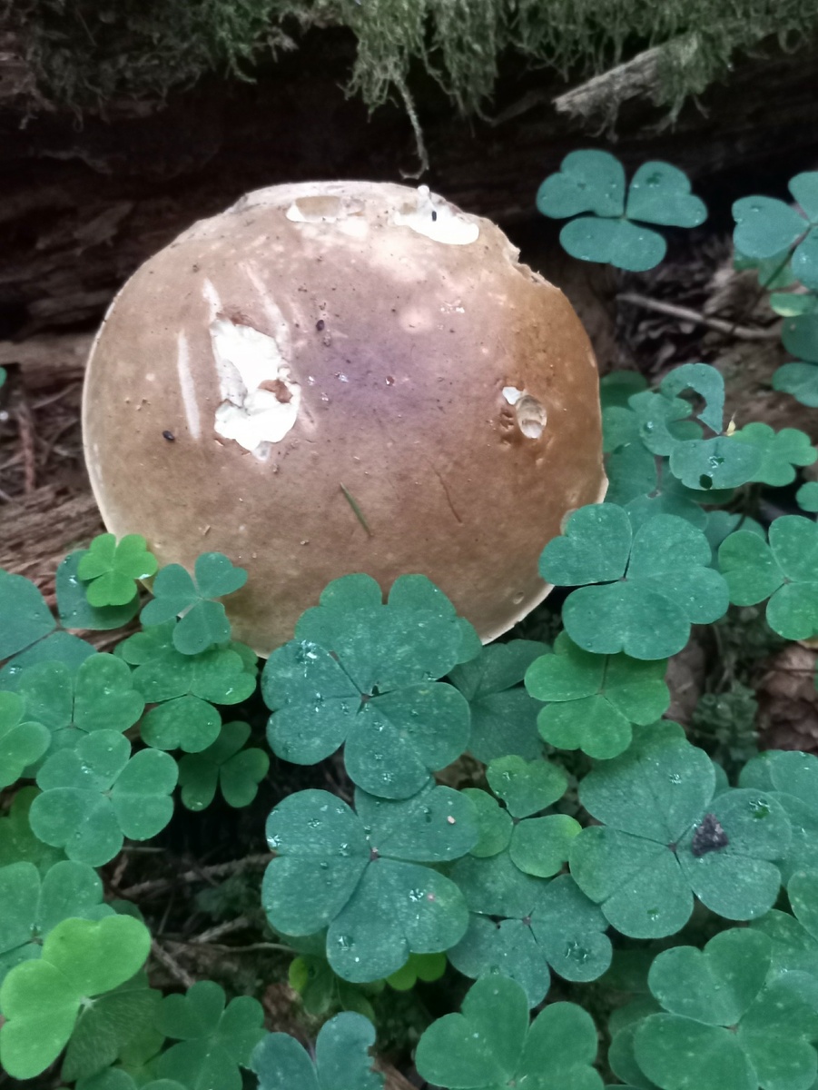 фото автора- подберезовик