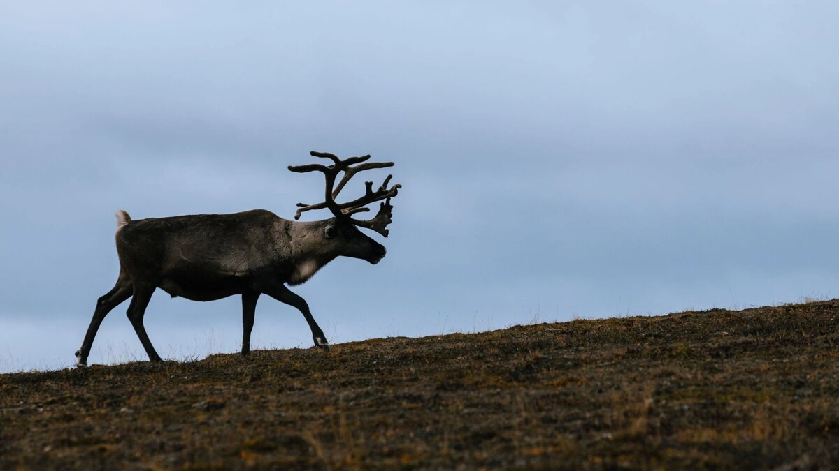    Фото: Федор Воронов/«Ямал-Медиа»
