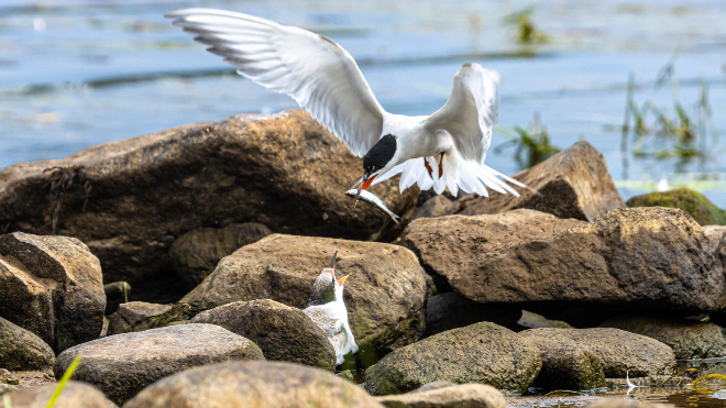 Фото: Дмитрий Васильев, Нижне-Свирский государственный заповедник