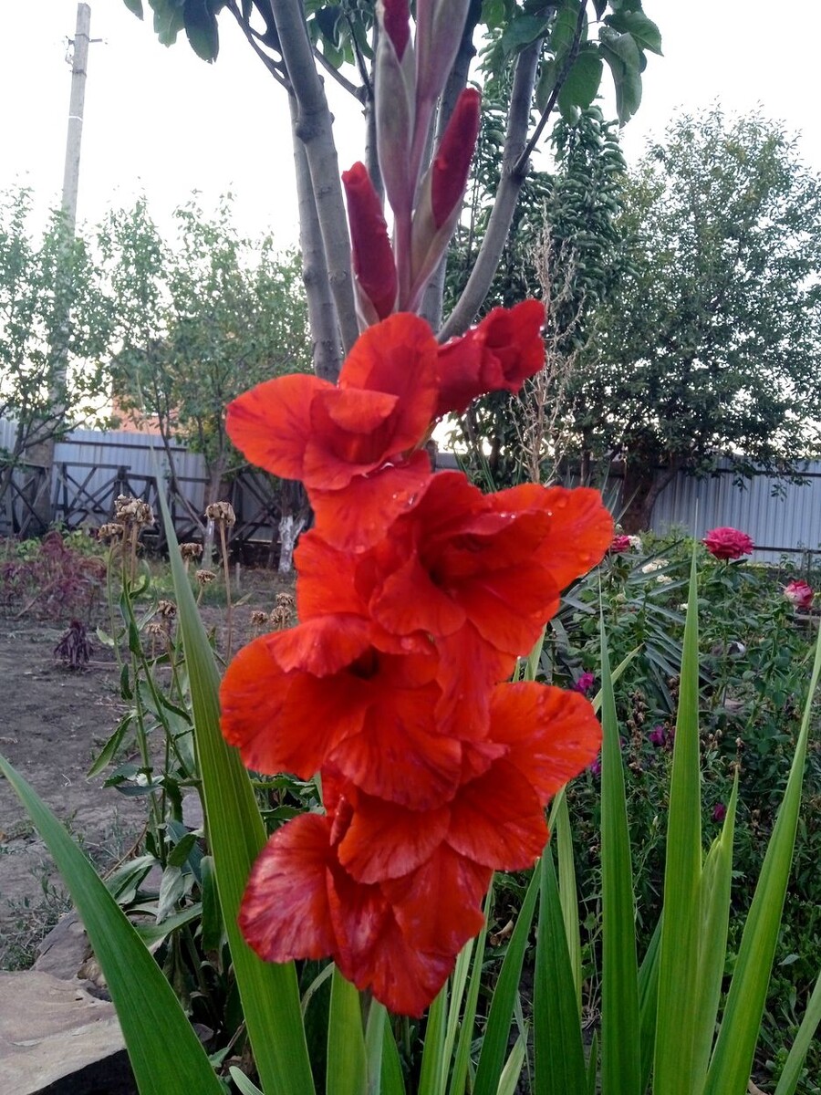 Собственное фото автора от 17 августа 2025 г