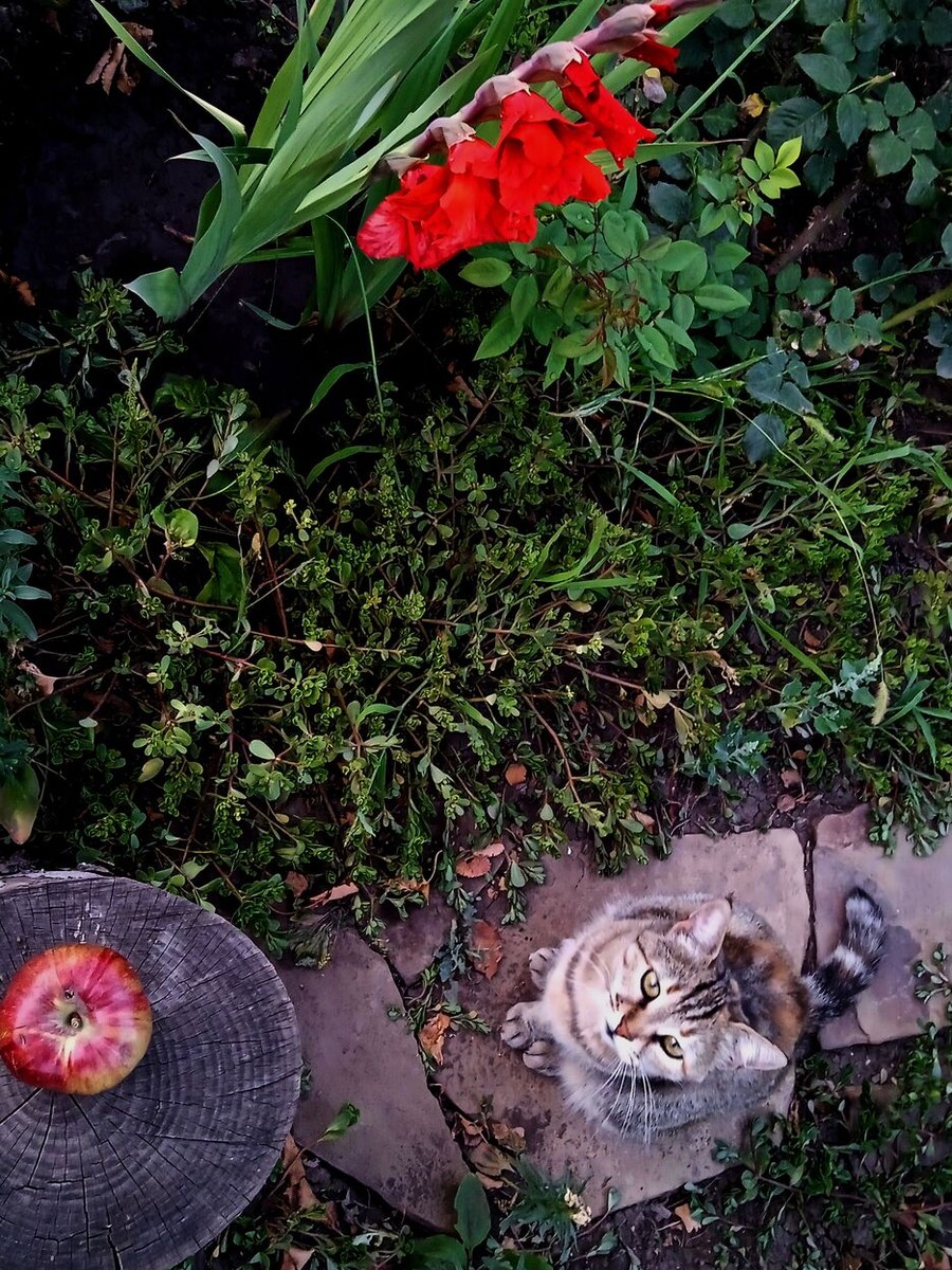 Собственное фото автора от 17 августа 2025 г.