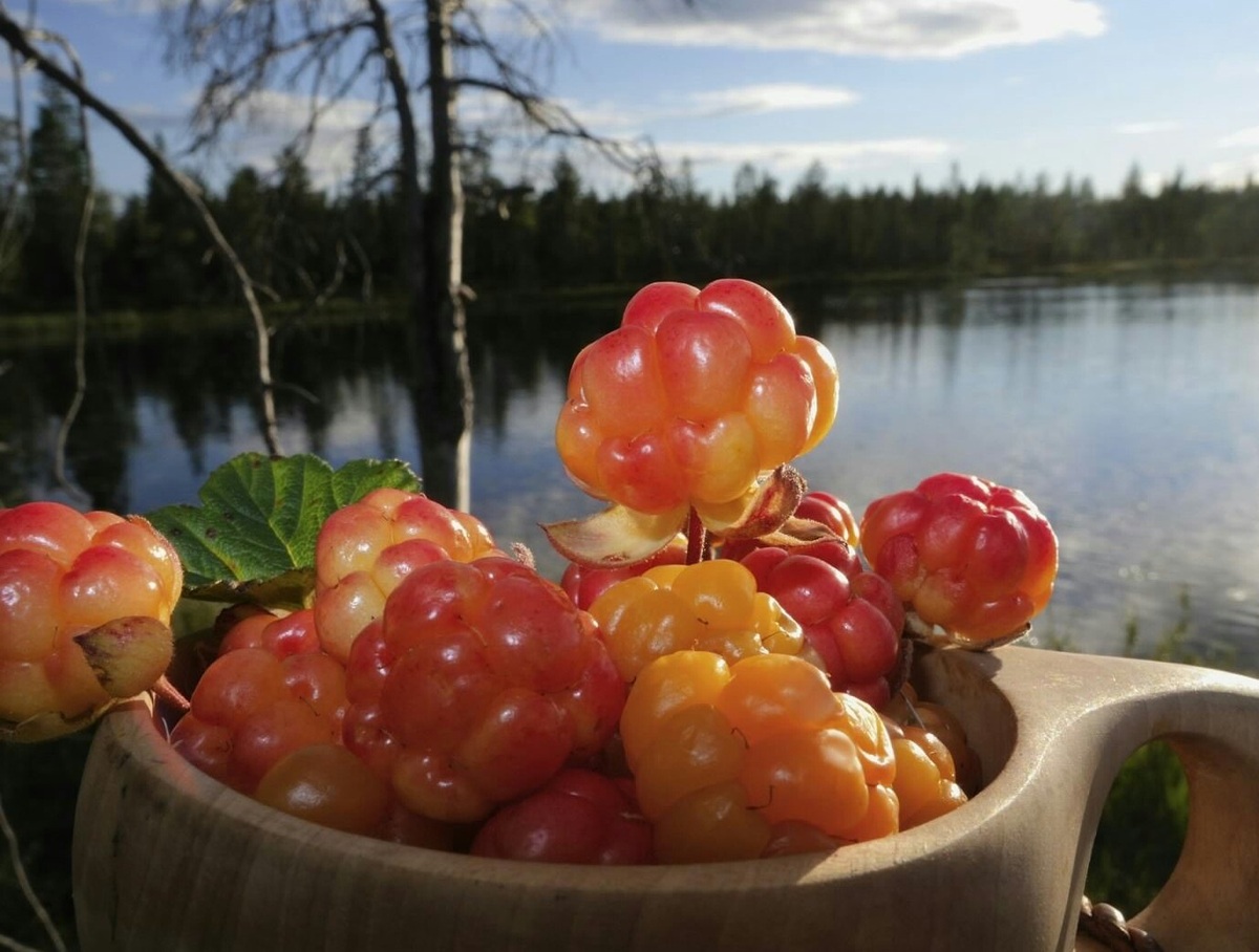 Фото взято из открытого источника.