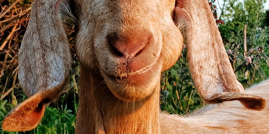 ФИЗИКО-ХИМИЧЕСКИЕ СВОЙСТВА И МИНЕРАЛЬНЫЙ СОСТАВ МОЛОКА КОЗ ШАМИ, ПОЛУЧАЕМОГО В УСЛОВИЯХ ПУСТЫНИ