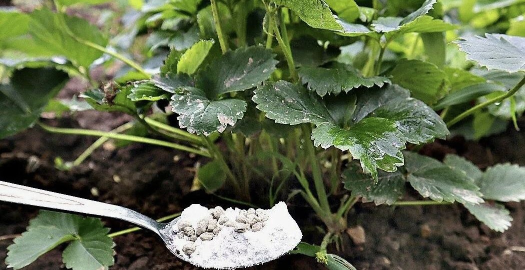 Что сделать с клубникой в сентябре, чтобы на следующий год собрать ведро с куста