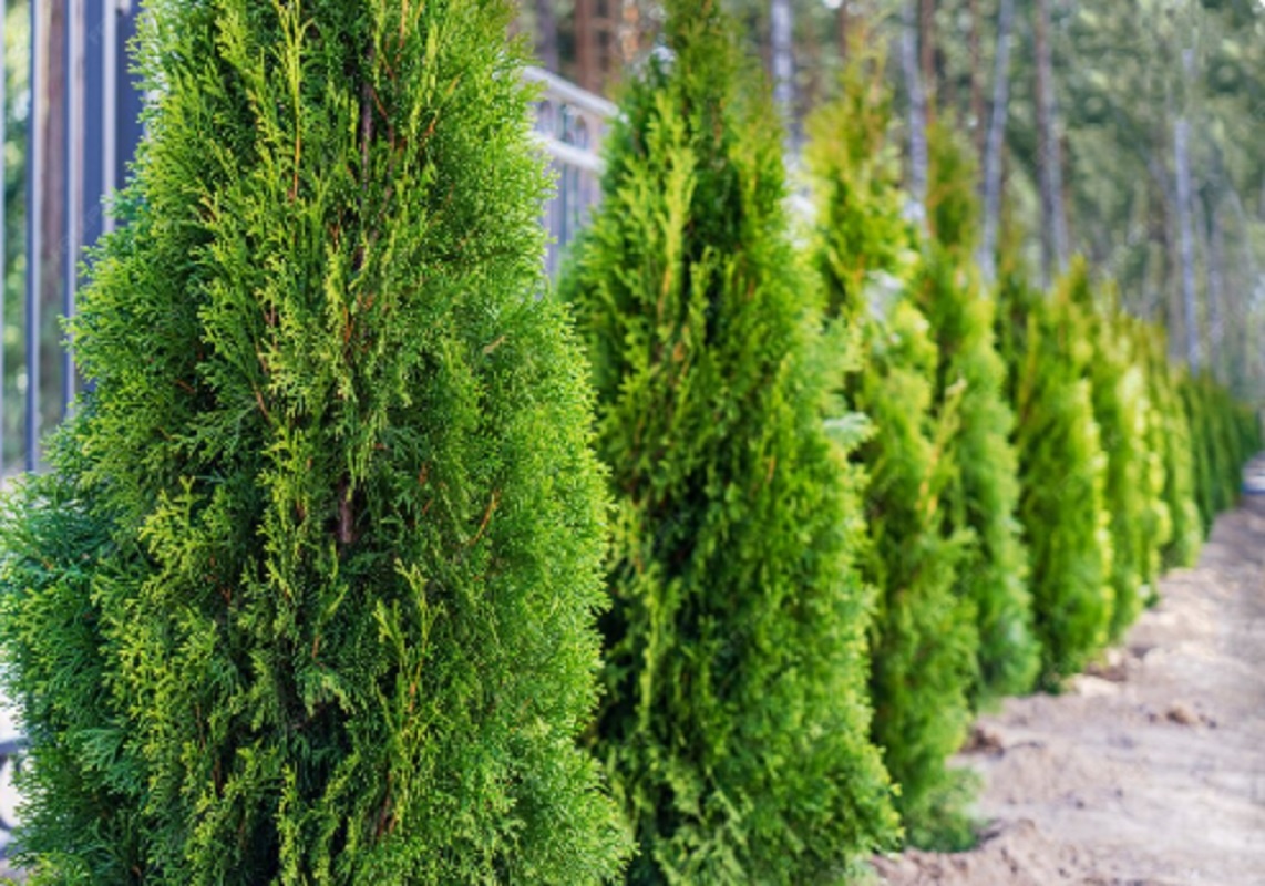    Современные садоводы любят этот хвойник за неприхотливость