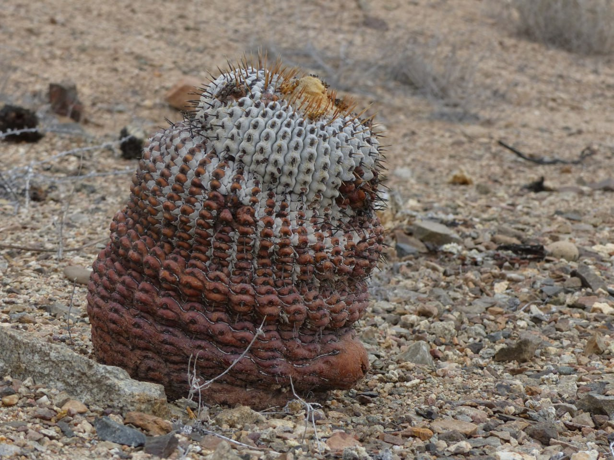 кактус копиапоа в естественной среде обитания