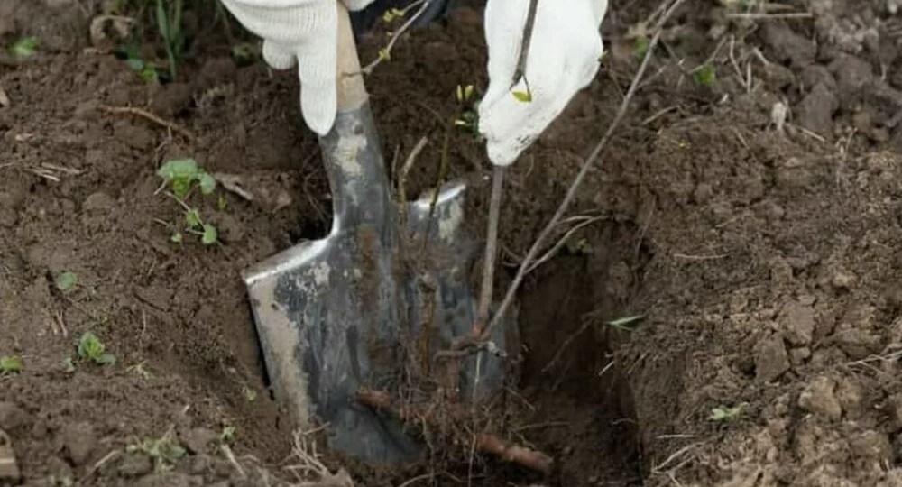 ТОП-5 ошибок при осенней посадке плодовых саженцев, из-за которых деревце гибнет в первую же зиму