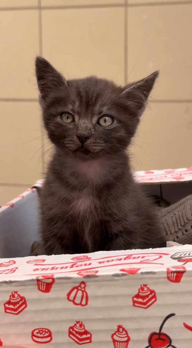 Вид пока что у котенка совсем не домашний, но в заботливых руках такие малыши быстро преображаются. Фото из архива автора