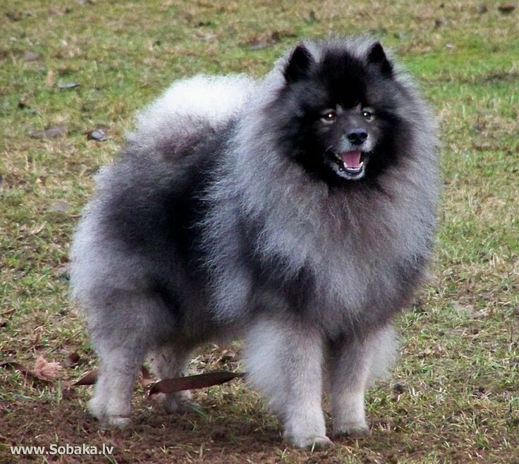 Это гроссшпиц (большой шпиц).