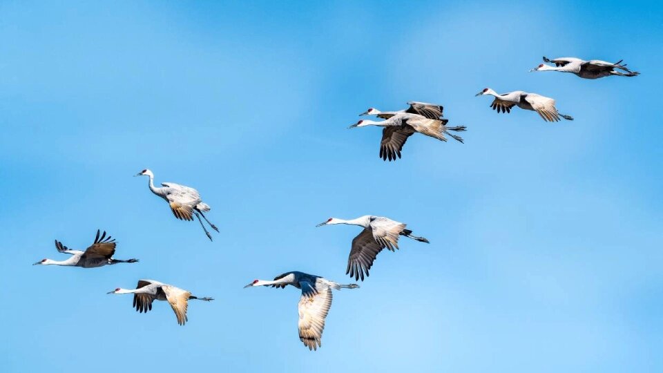 Фото: DariaGa / shutterstock